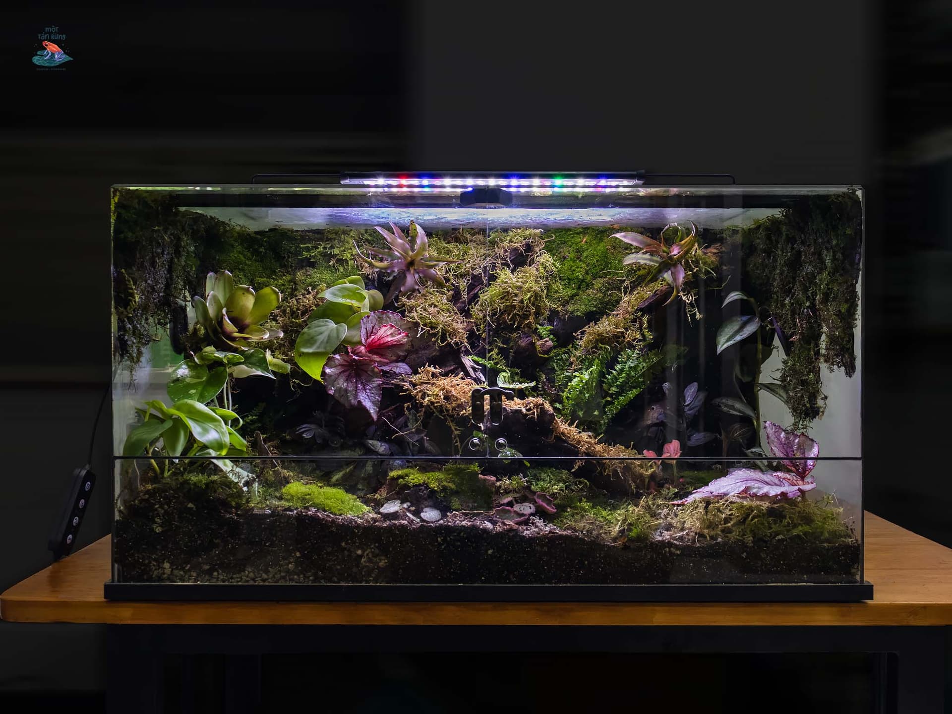 Tank Ngang Panorama 55X30X30